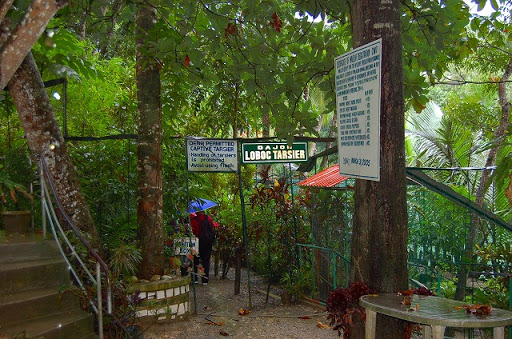 ボホール島・フィリピンメガネサルのターシャ　ターシャ園の様子