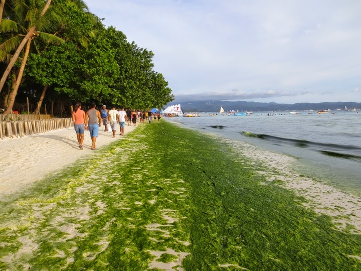 ボラカイ島のホワイトサンドビーチ１から２に向かう周辺の緑藻